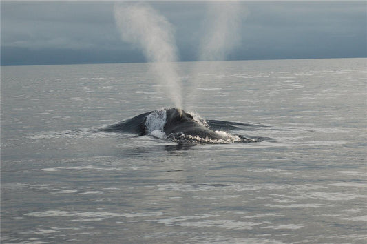 Rare North Pacific Right Whale Glossy Poster Picture Photo Print Banner Conversationprints