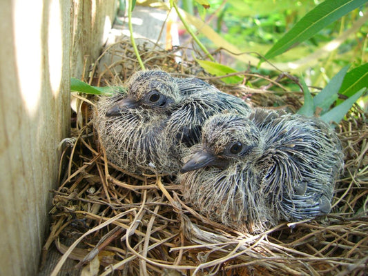 Mourning Dove Squabs In Nest Glossy Poster Picture Photo Print Banner 9757 Conversationprints