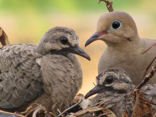 Mourning Dove Bird Squabs In Nest Glossy Poster Picture Photo Print Banner 9758 Conversationprints