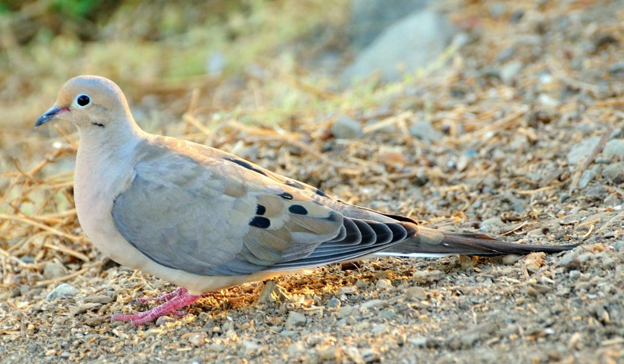 Mourning Dove Turtle Dove Glossy Poster Picture Photo Print Banner 9759 Conversationprints