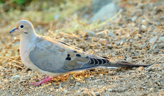 Mourning Dove Turtle Dove Glossy Poster Picture Photo Print Banner 9759 Conversationprints