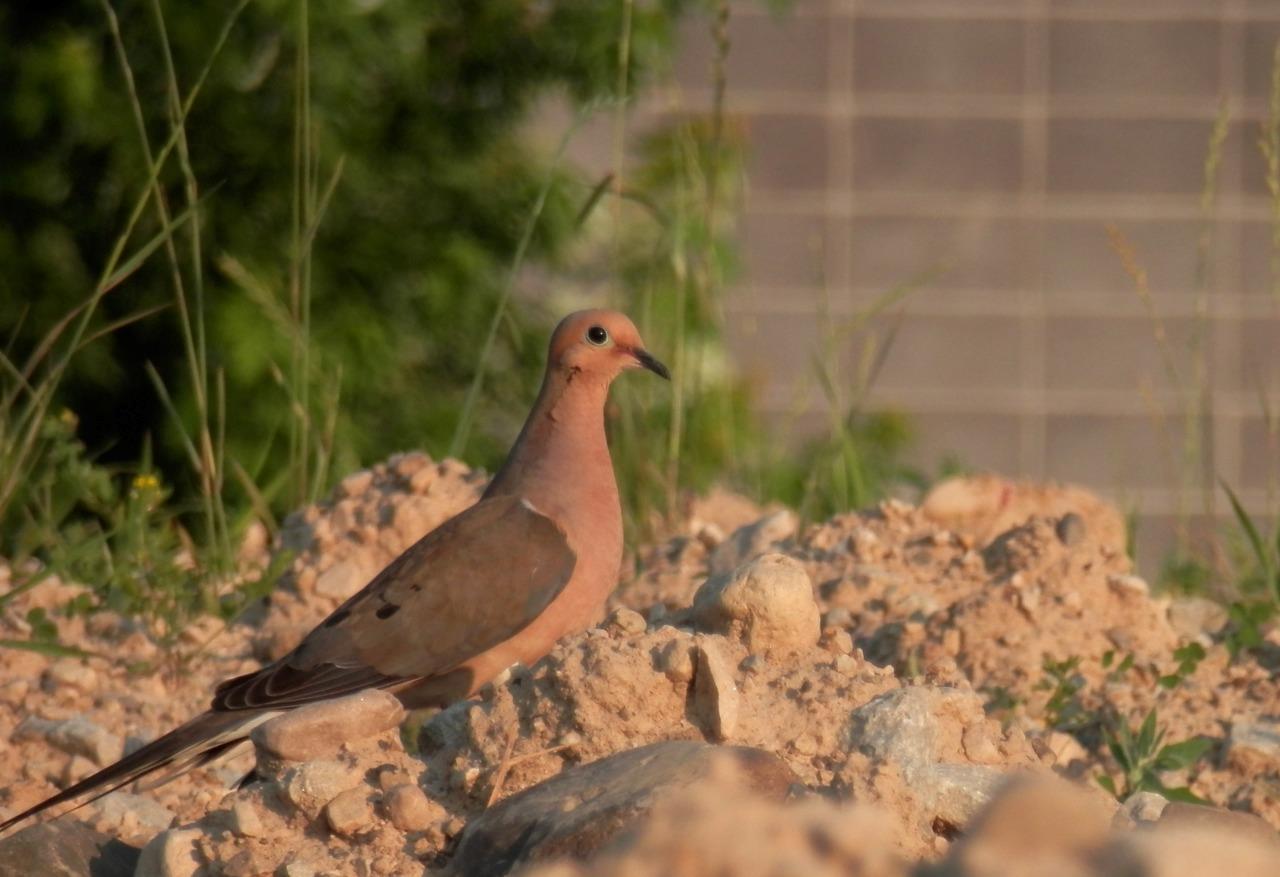 Mourning Dove Bird Turtle Dove Glossy Poster Picture Photo Print Banner 9760 Conversationprints