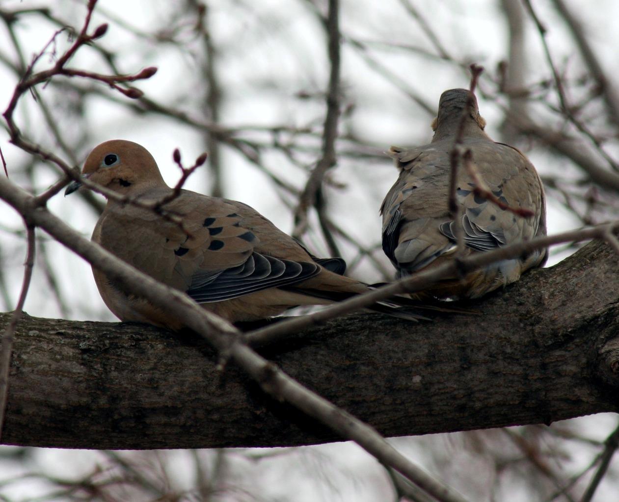 Mourning Dove Rain Dove Glossy Poster Picture Photo Print Banner 9762 Conversationprints