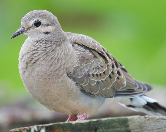 Mourning Dove Rain Dove Bird Glossy Poster Picture Photo Print Banner 9763 Conversationprints