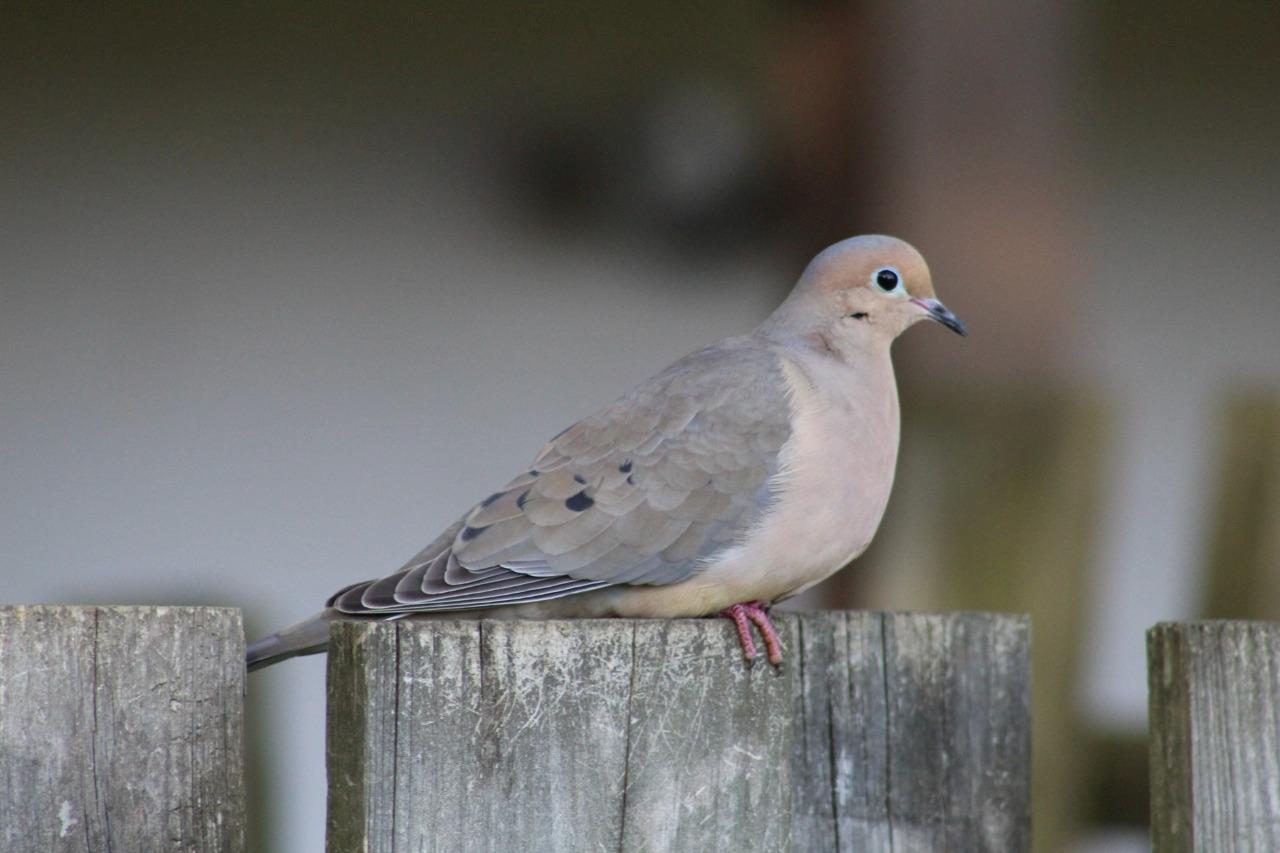 Mourning Dove Bird Perched Glossy Poster Picture Photo Print Banner 9764 Conversationprints