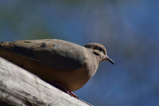 American Mourning Dove Bird Glossy Poster Picture Photo Print Banner 9761 Conversationprints