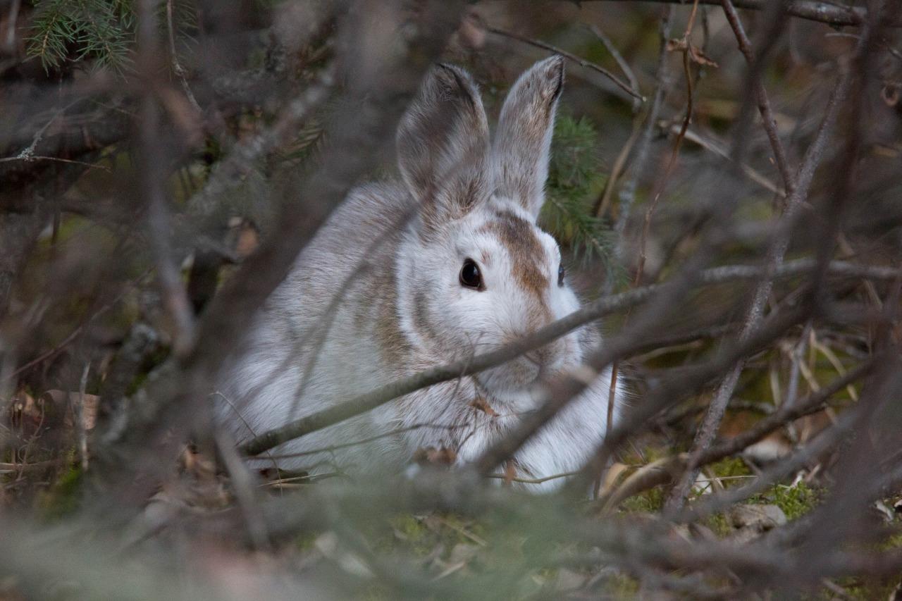 Arctic Hare Glossy Poster Picture Photo Print Banner Lagomorph Conversationprints