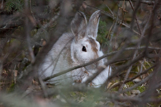 Arctic Hare Glossy Poster Picture Photo Print Banner Lagomorph Conversationprints