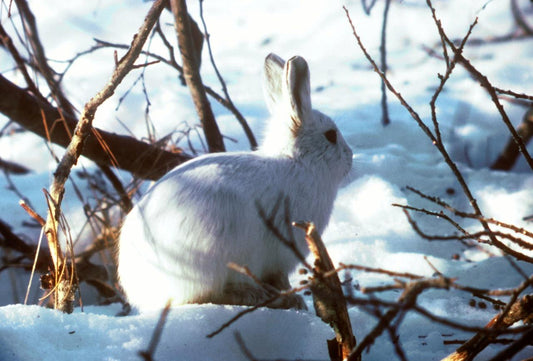 Arctic Hare Glossy Poster Picture Photo Print Banner Tundra Cold Conversationprints