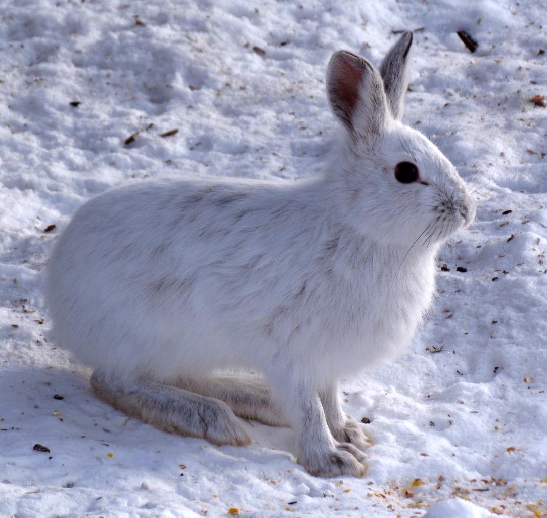 Arctic Hare Glossy Poster Picture Photo Print Banner Icy Canada Conversationprints