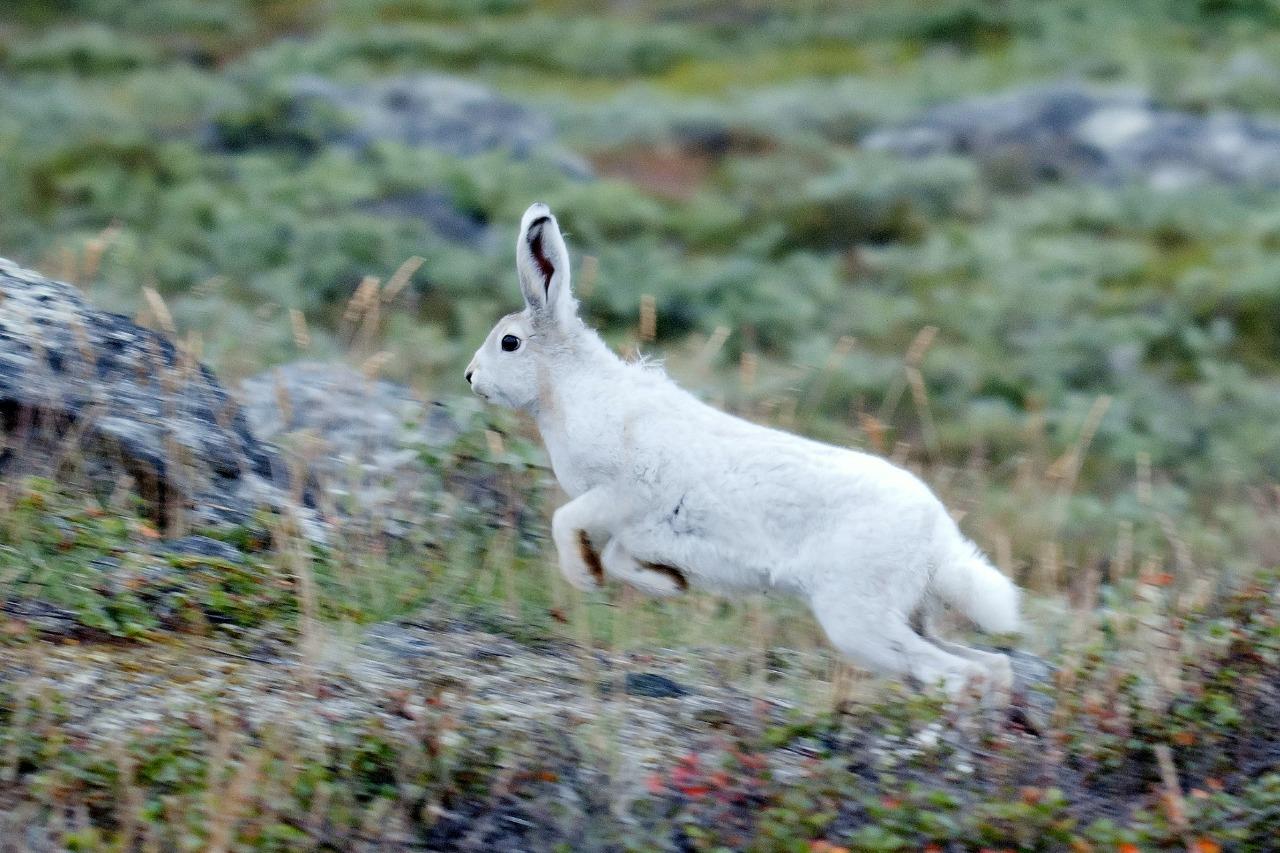 Arctic Hare Greenland Glossy Poster Picture Photo Print Banner Conversationprints