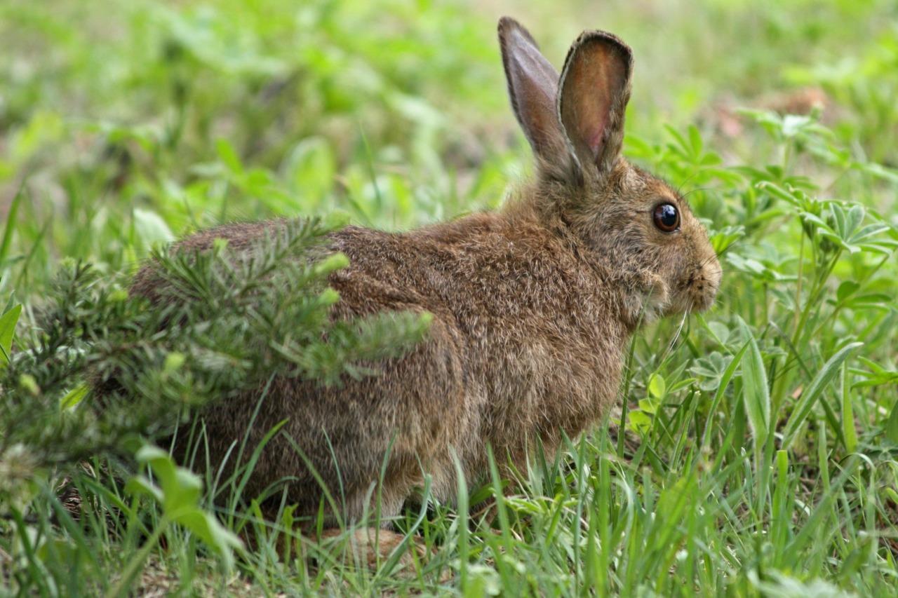 Arctic Hare Summer Coat Glossy Poster Picture Photo Print Banner Conversationprints