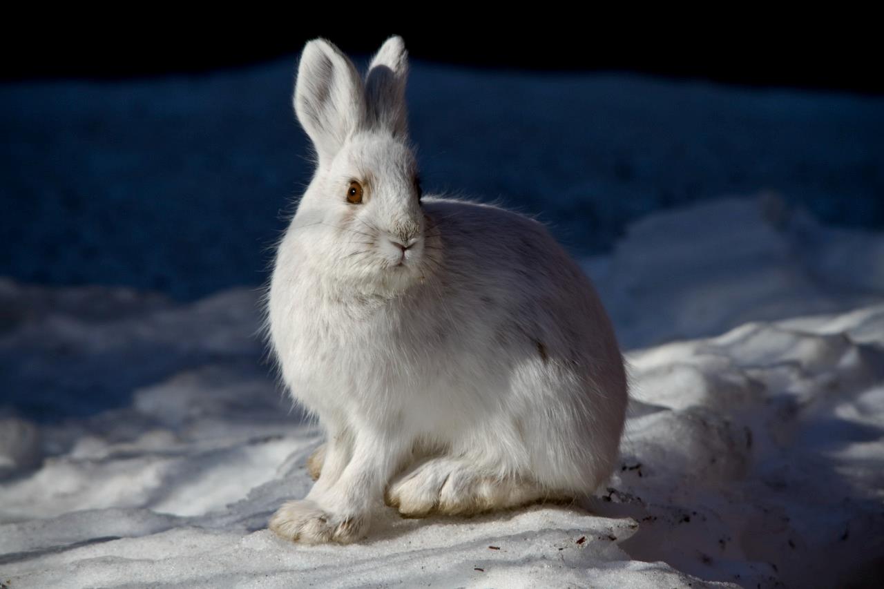 Snowshoe Hare Glossy Poster Picture Photo Print Banner Conversationprints