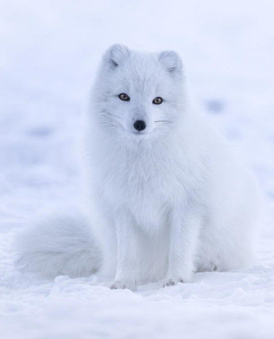 Arctic White Fox Glossy Poster Picture Photo Print Banner Conversationprints