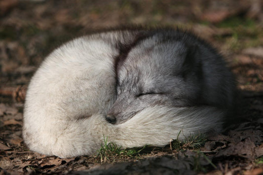 Arctic Gray Fox Poster Picture Photo Print Banner Conversationprints