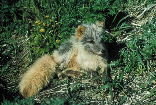 Arctic Fox Pup Kit In Grass Glossy Poster Picture Photo Print Banner Conversationprints