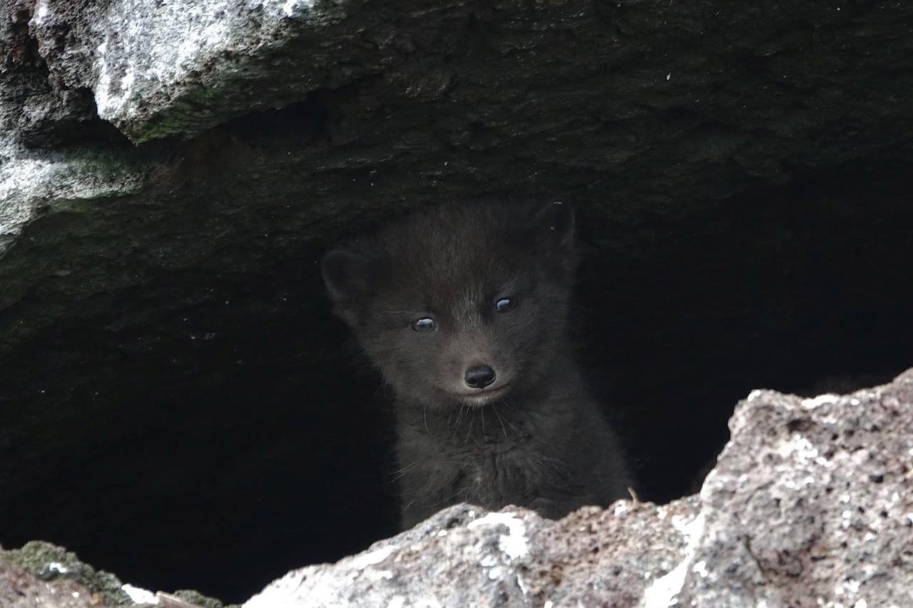 Arctic Fox Kit Pup Glossy Poster Picture Photo Print Banner Conversationprints