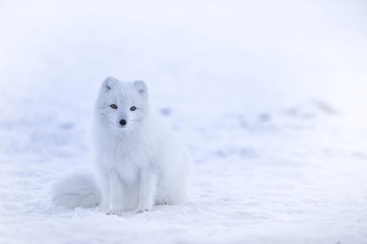 Fluffy Arctic Fox Glossy Poster Picture Photo Print Banner Conversationprints