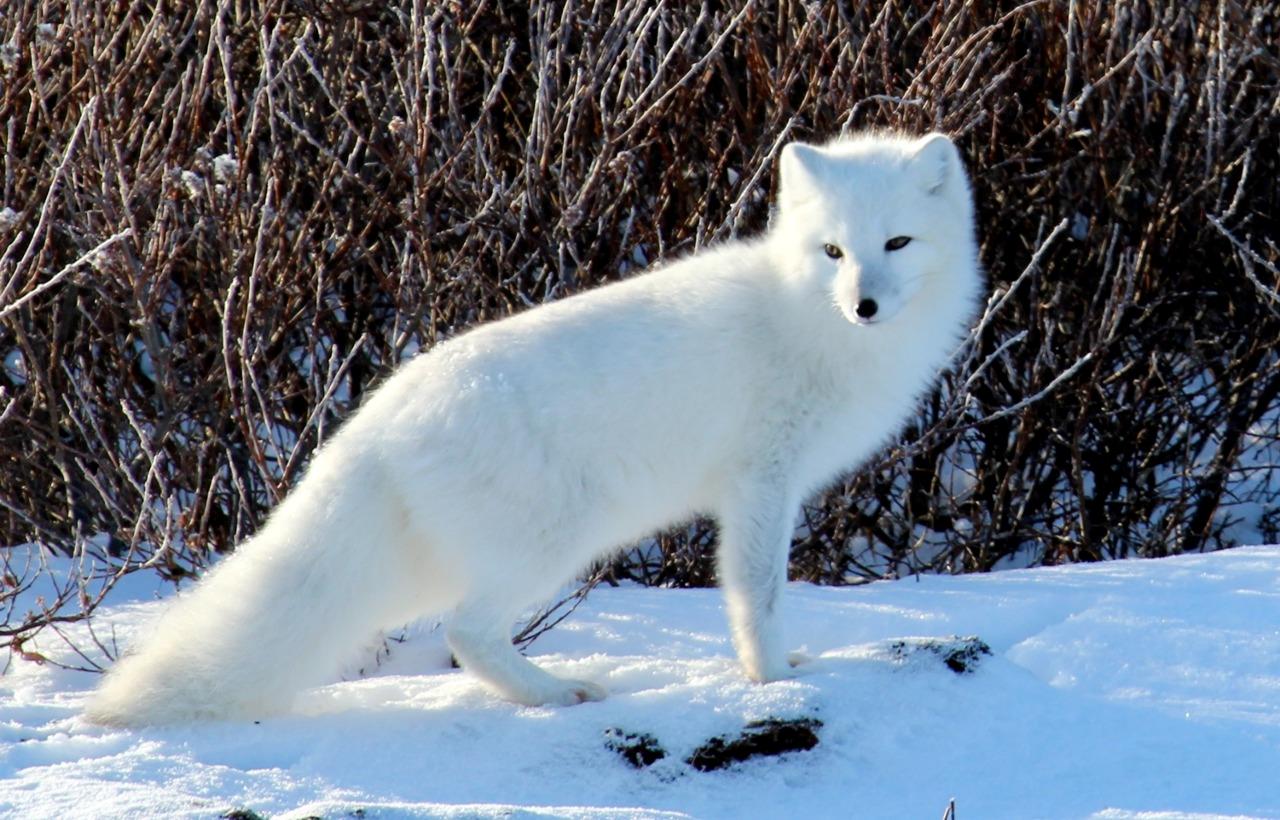 Arctic Polar Fox Glossy Poster Picture Photo Print Banner Conversationprints