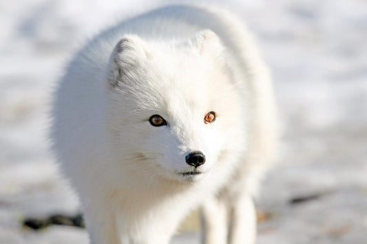 Arctic Snow Fox Glossy Poster Picture Photo Print Banner Conversationprints