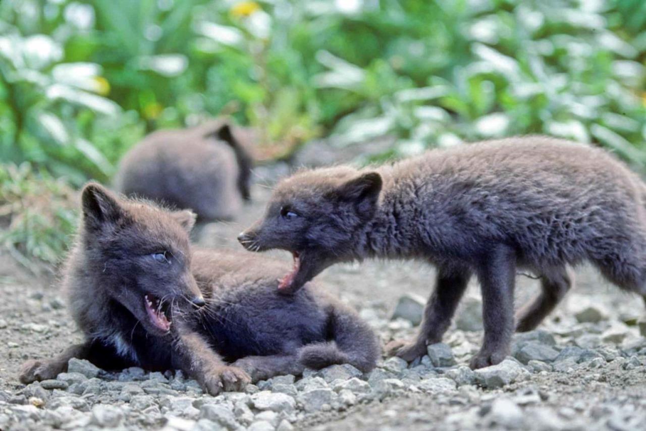 Arctic Fox Litter Of Pups Glossy Poster Picture Photo Print Banner Conversationprints