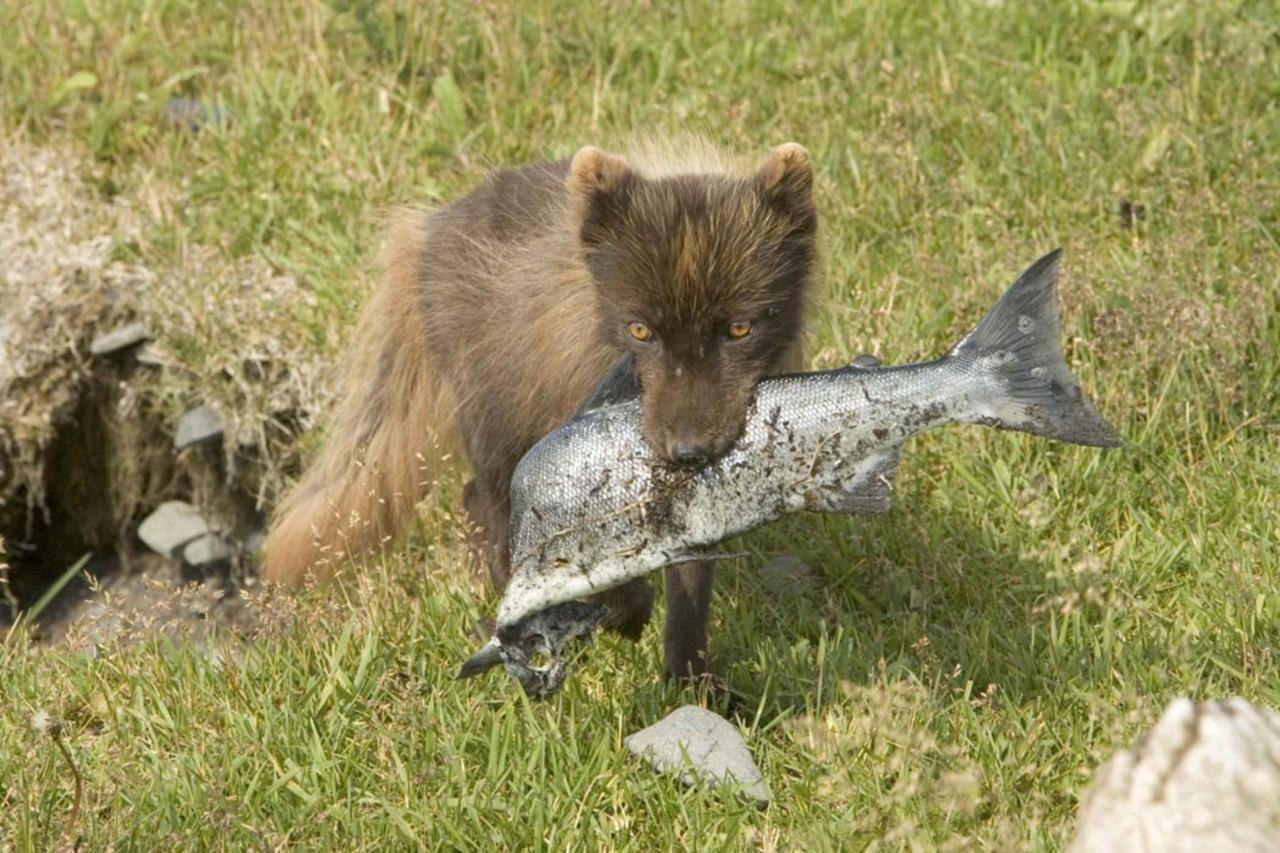 Arctic Fox Hunting In Summer Glossy Poster Picture Photo Print Banner Conversationprints