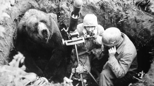 Wojtek The Bear Polish Army Wwi Glossy Poster Picture Photo Print Banner Conversationprints