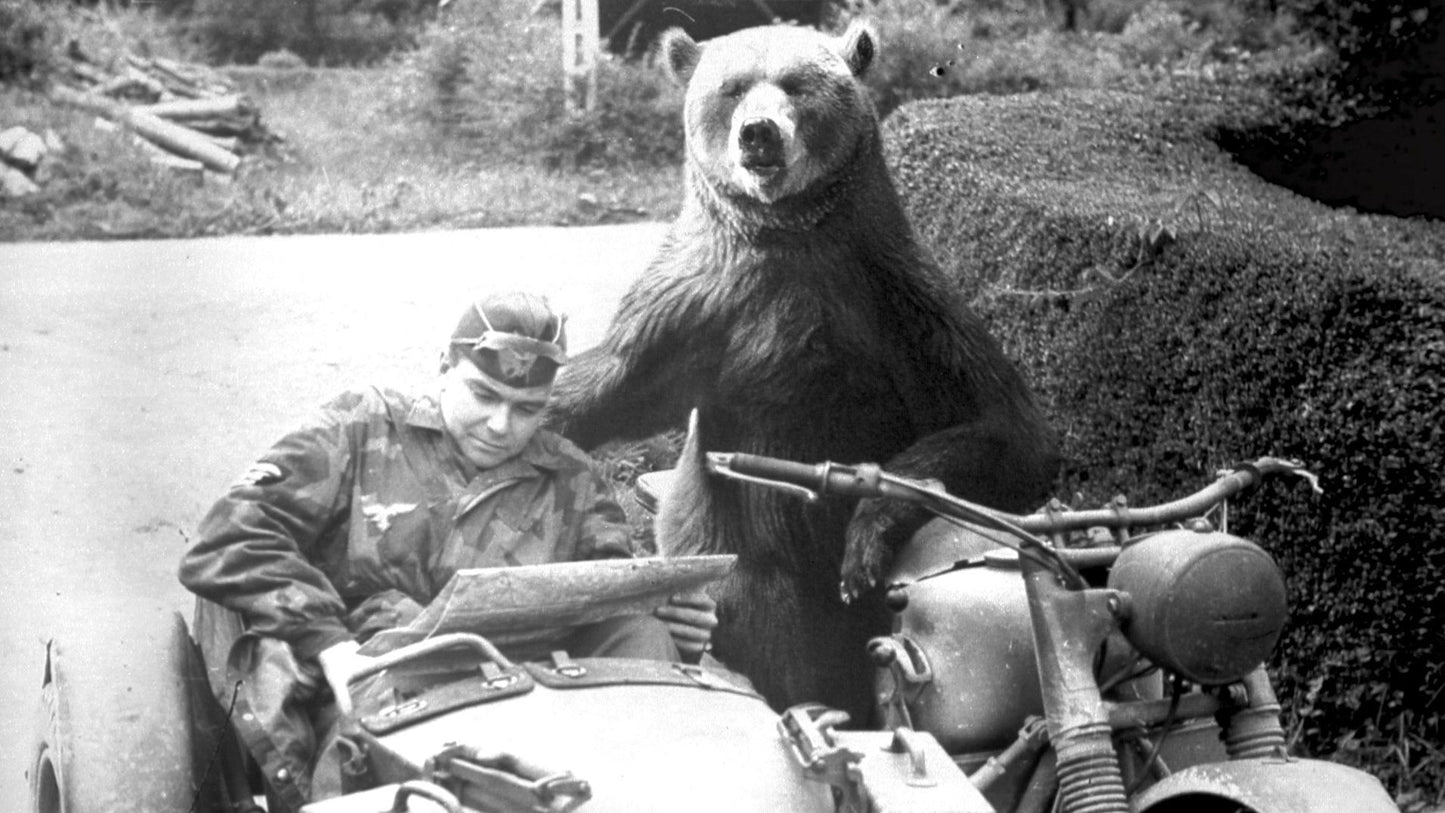 Wojtek Bear Ww1 Wwi Poland Bike Glossy Poster Picture Photo Print Banner Conversationprints