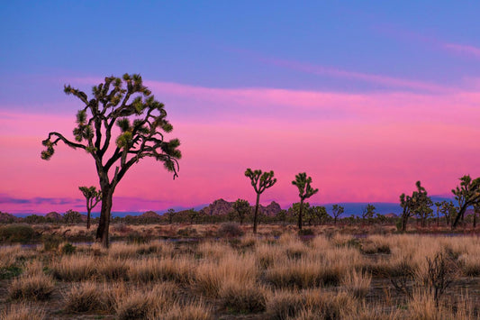 Joshua Tree Park California Glossy Poster Picture Photo Print Banner  Conversationprints