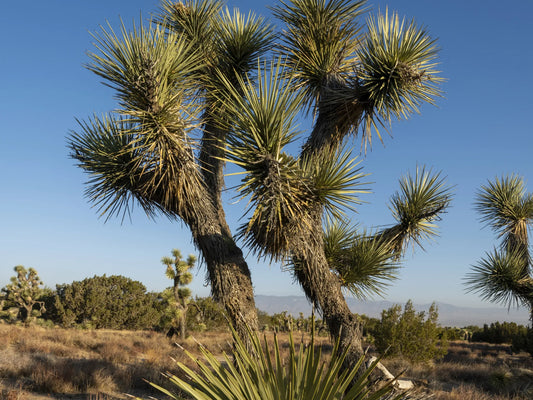 Joshua Tree Park Desert Glossy Poster Picture Photo Print Banner  Conversationprints