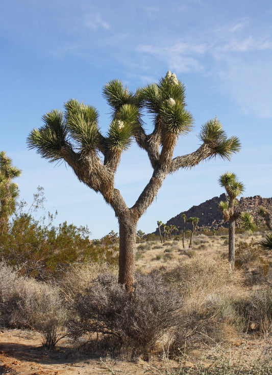 Joshua Tree National Park Glossy Poster Picture Photo Print Banner  Conversationprints