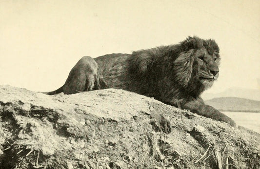 Barbary Lion North Africa Glossy Poster Picture Photo Print Banner  Conversationprints