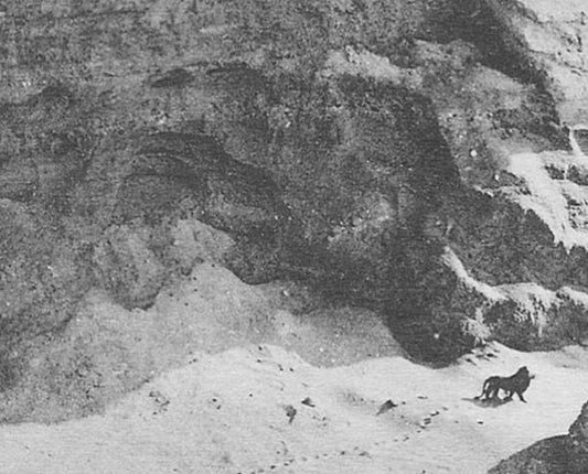 Last Barbary Lion Atlas Mountains Glossy Poster Picture Photo Print Banner  Conversationprints