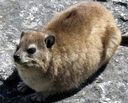 Hyrax Rock Rabbit GLOSSY POSTER PICTURE PHOTO PRINT BANNER  CONVERSATIONPRINTS