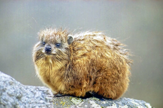 Hyrax Mammal GLOSSY POSTER PICTURE PHOTO PRINT BANNER  CONVERSATIONPRINTS