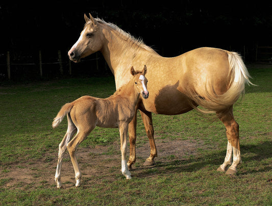 Palomino Horse and Foal GLOSSY POSTER PICTURE PHOTO PRINT BANNER  CONVERSATIONPRINTS