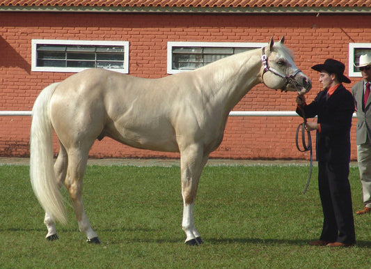 Palomino Horse and Trainer GLOSSY POSTER PICTURE PHOTO PRINT BANNER  CONVERSATIONPRINTS