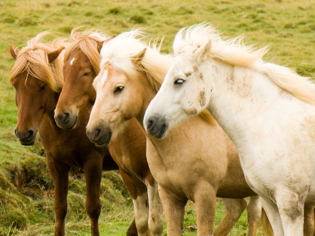 Palomino Horses Light Coat Color GLOSSY POSTER PICTURE PHOTO PRINT BANNER  CONVERSATIONPRINTS