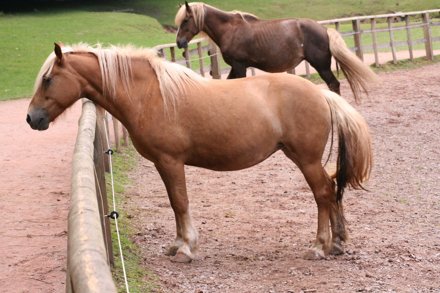 Palomino Horses in Stable GLOSSY POSTER PICTURE PHOTO PRINT BANNER  CONVERSATIONPRINTS