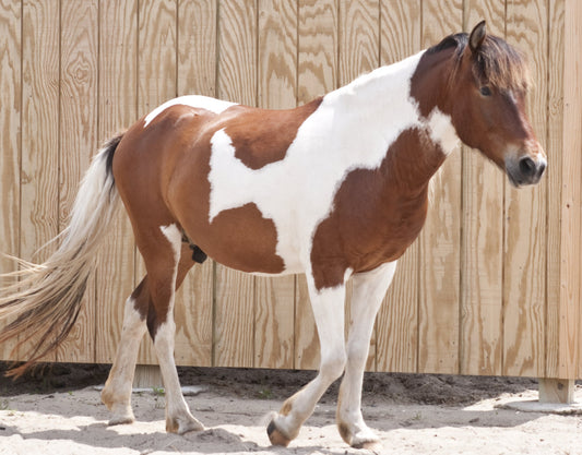 Pinto Horse Coat Color Patches GLOSSY POSTER PICTURE PHOTO PRINT BANNER  CONVERSATIONPRINTS