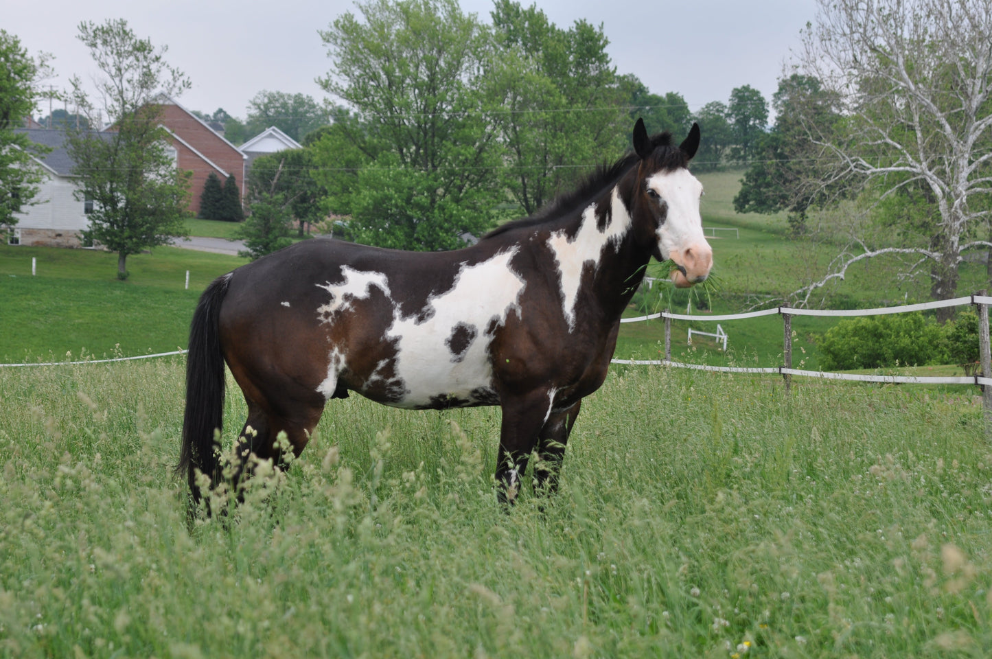 Pinto Horse Color black and white GLOSSY POSTER PICTURE PHOTO PRINT BANNER  CONVERSATIONPRINTS