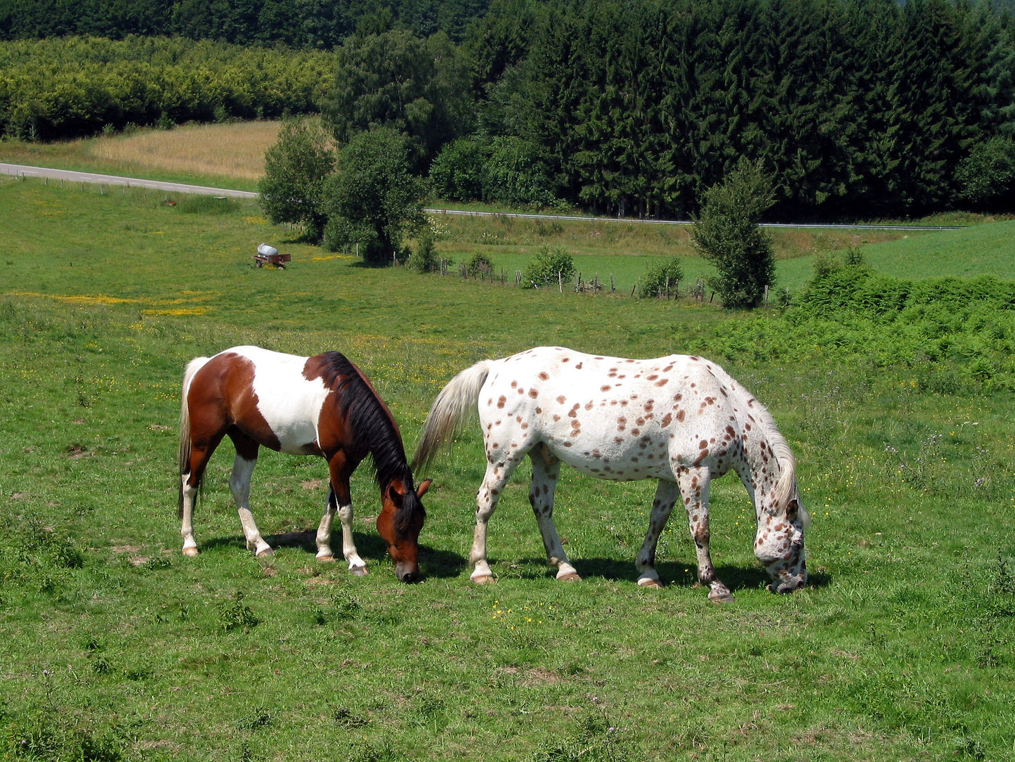 Pinto Horses Grazing GLOSSY POSTER PICTURE PHOTO PRINT BANNER  CONVERSATIONPRINTS