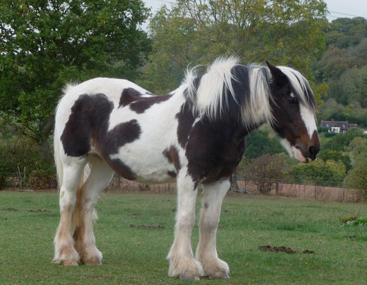 Pinto Horse Black and White Coat GLOSSY POSTER PICTURE PHOTO PRINT BANNER  CONVERSATIONPRINTS