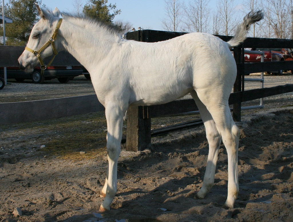 White Horse Coat Breed GLOSSY POSTER PICTURE PHOTO PRINT BANNER  CONVERSATIONPRINTS