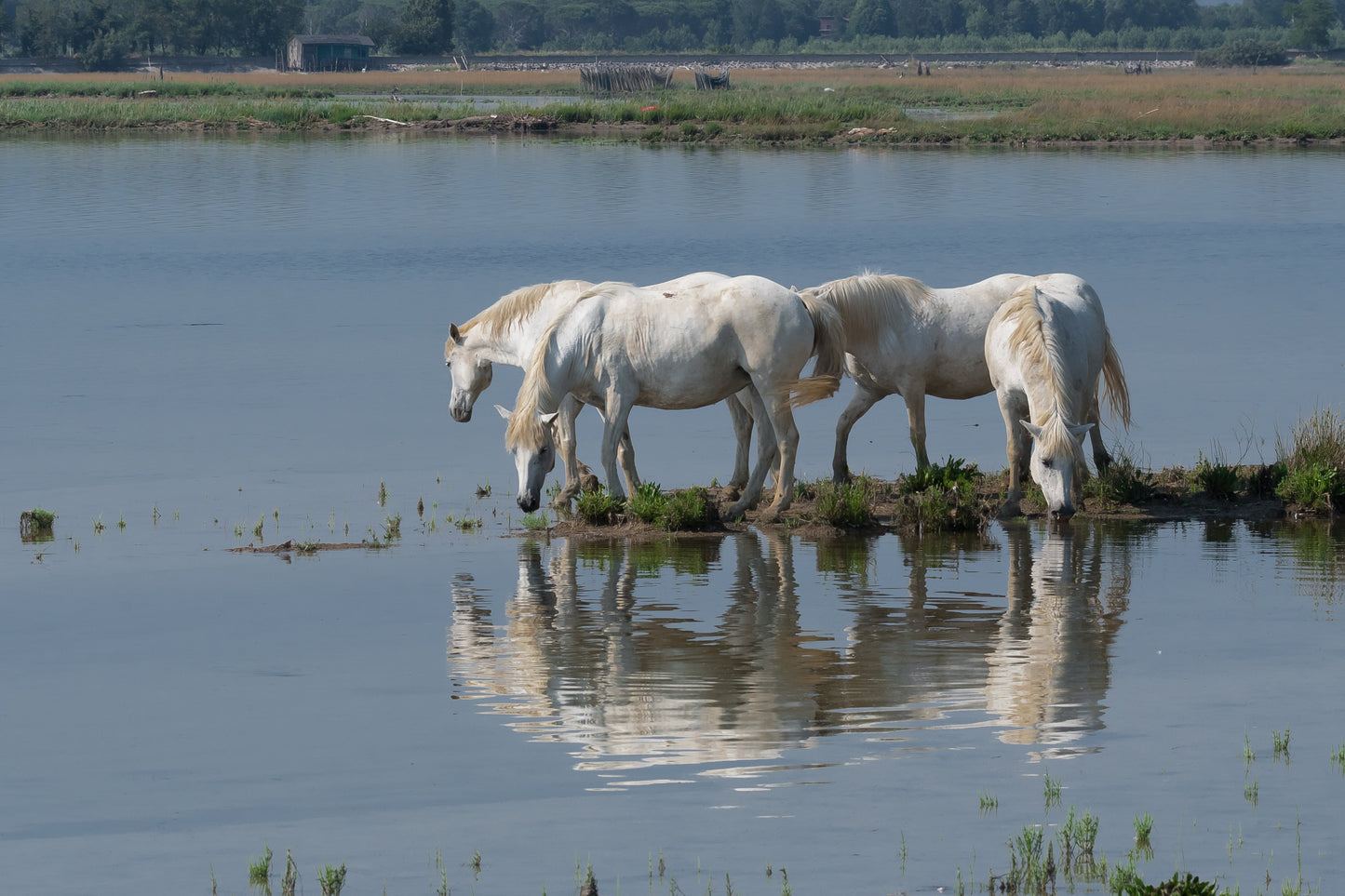 Camargue Horse Pony Ponies GLOSSY POSTER PICTURE PHOTO PRINT BANNER  CONVERSATIONPRINTS