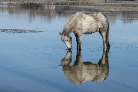 Camargue Horse Pony GLOSSY POSTER PICTURE PHOTO PRINT BANNER  CONVERSATIONPRINTS