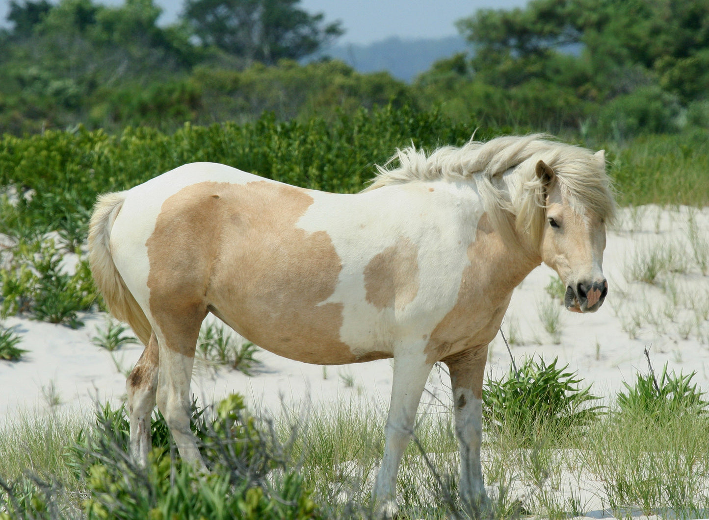 Chincoteague Pony GLOSSY POSTER PICTURE PHOTO PRINT BANNER  CONVERSATIONPRINTS