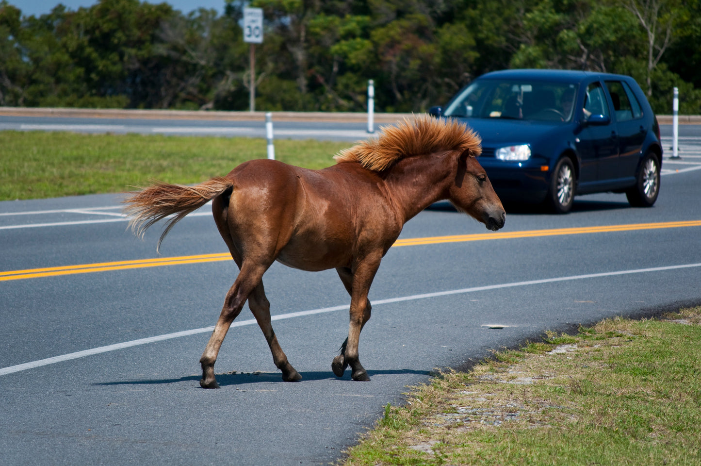 Chincoteague Pony Road GLOSSY POSTER PICTURE PHOTO PRINT BANNER  CONVERSATIONPRINTS