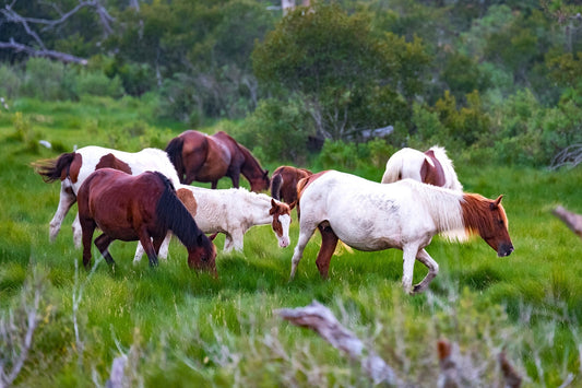 Chincoteague Pony Ponies GLOSSY POSTER PICTURE PHOTO PRINT BANNER  CONVERSATIONPRINTS