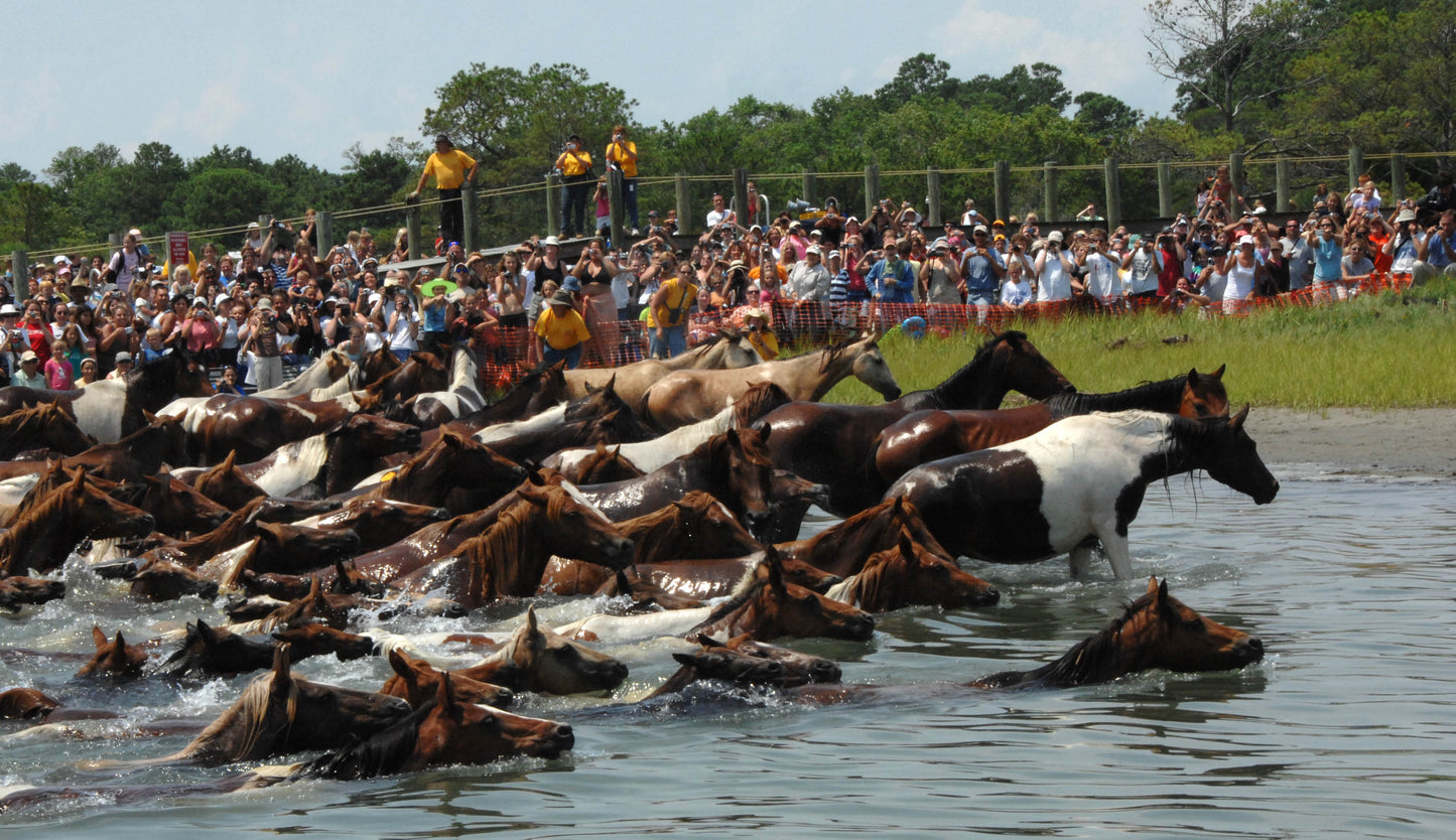 Chincoteague Pony Ponies Swim GLOSSY POSTER PICTURE PHOTO PRINT BANNER  CONVERSATIONPRINTS